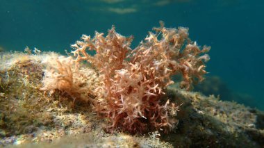 Kızıl algler Amphiroa Rigida deniz altı, Ligurian Denizi, İtalya, Imperia