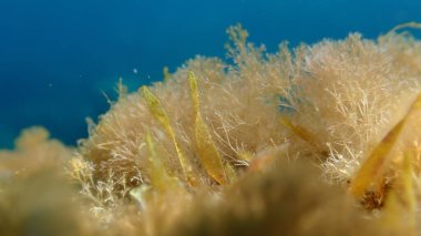Yeşil algler Caulerpa prolifera ve kırmızı alg Jania yakın plan deniz altı, Ligurian Denizi, İtalya, Imperia