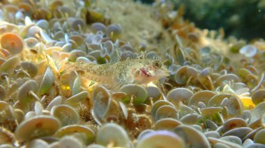 Deniz altı, Ligurya Denizi, İtalya, Imperia, Tripterygion tripteronotum)