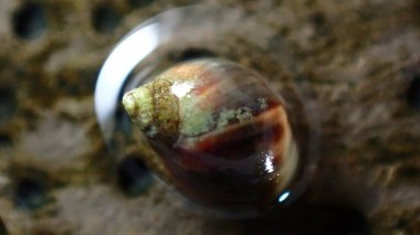 Küçük menekşe (Melarhaphe neritoides), Litvanya Denizi, İtalya, Imperia