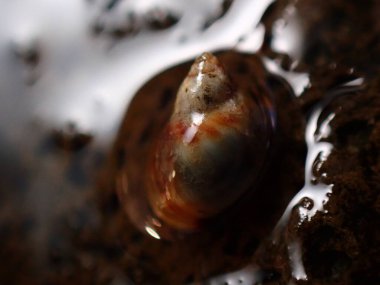 Küçük menekşe (Melarhaphe neritoides), Litvanya Denizi, İtalya, Imperia