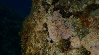 Coraline kabuğu algleri (Lithophyllum incrustans), Ligurian Denizi, İtalya, Imperia