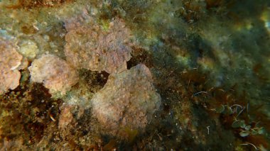 Coraline kabuğu algleri (Lithophyllum incrustans), Ligurian Denizi, İtalya, Imperia