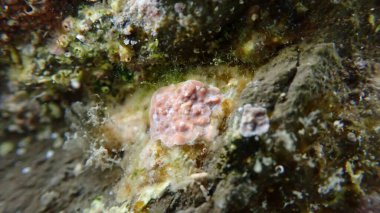 Coraline kabuğu algleri (Lithophyllum incrustans), Ligurian Denizi, İtalya, Imperia