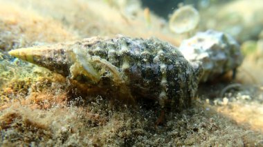 Denizaltı yengeci, Ligurian Denizi, İtalya ve Imperia ile ortak sertifika (Thericium vulgatum) kabuğu