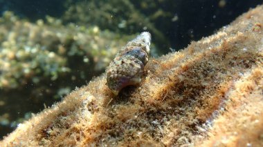 Denizaltı yengeci, Ligurian Denizi, İtalya ve Imperia ile ortak sertifika (Thericium vulgatum) kabuğu