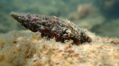 Denizaltı yengeci, Ligurian Denizi, İtalya ve Imperia ile ortak sertifika (Thericium vulgatum) kabuğu