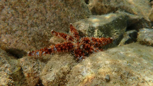 Mavi dikenli denizyıldızı (Coscinasterias tenuispina) denizaltı, Ligurian Denizi, İtalya, Imperia