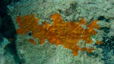 Kırmızı kabuklu sünger veya portakal kırmızısı kaplama süngeri (Crambe crambe crambe) deniz altı, Ligurian Denizi, İtalya, Imperia