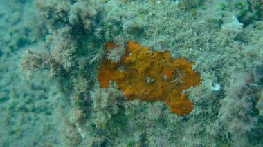 Kırmızı kabuklu sünger veya portakal kırmızısı kaplama süngeri (Crambe crambe crambe) deniz altı, Ligurian Denizi, İtalya, Imperia