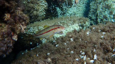 Deniz altı, Ligurya Denizi, İtalya ve Imperia 'da çizgili kırmızı aslan yelesi (Mullus surmuletus).