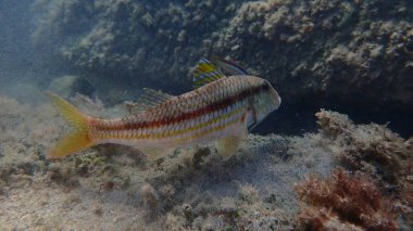 Deniz altı, Ligurya Denizi, İtalya ve Imperia 'da çizgili kırmızı aslan yelesi (Mullus surmuletus).