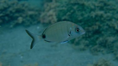 Beyaz deniz kabuğu veya sargo (Diplodus sargus) deniz altı, Ligurya Denizi, İtalya, Imperia