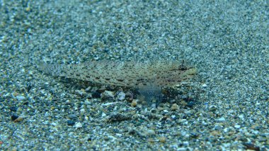 Bucchich 's goby (Gobius bucchichi) denizaltı, Ligurian Denizi, İtalya, Imperia