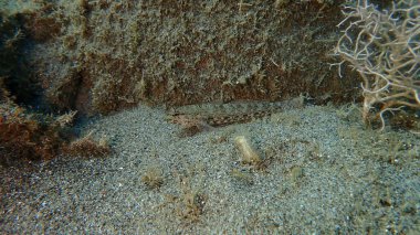 Bucchich 's goby (Gobius bucchichi) denizaltı, Ligurian Denizi, İtalya, Imperia