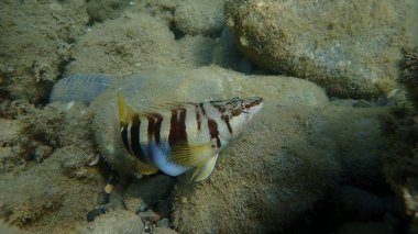 Boyanmış komando (Serranus scriba) denizaltı, Ligurian Denizi, İtalya, Imperia