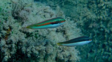 Akdeniz Gökkuşağı Burgusu (Coris julis) deniz altı, Ligurya Denizi, İtalya, Imperia