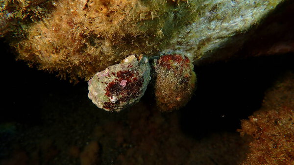 Дрель из южных устриц или красноротая улитка (Stramonita haemastoma) под водой, Лигурийское море, Италия, Империя