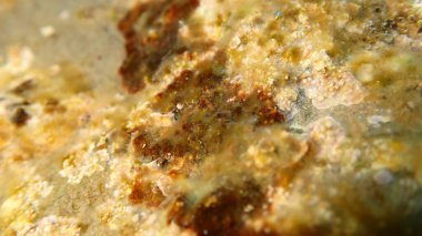 Kırmızı algler Peyssonnelia sp. Deniz altı, Ligurian Denizi, İtalya, Imperia