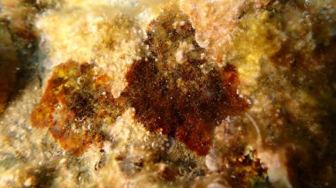 Kırmızı algler Peyssonnelia sp. Deniz altı, Ligurian Denizi, İtalya, Imperia