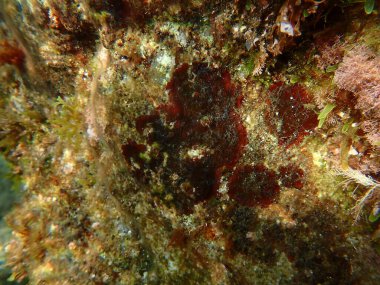 Kırmızı algler Peyssonnelia sp. Deniz altı, Ligurian Denizi, İtalya, Imperia