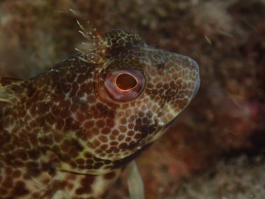 Halka Blenny (Parablennius pilicornis) aşırı yakın çekim sualtı, Ligurian Denizi, İtalya, Imperia