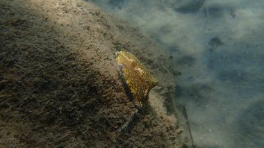 Dev doris veya Regal deniz tanrıçası (Felimare picta) deniz altı, Ligurian denizi, İtalya, Imperia