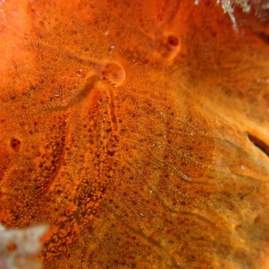 Kırmızı kabuklu sünger veya portakal kırmızısı kabuklu sünger (Crambe crambe crambe) yakın çekim sualtı, Ligurian Denizi, İtalya, Imperia