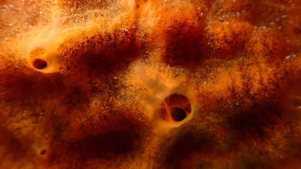 Kırmızı kabuklu sünger veya portakal kırmızısı kabuklu sünger (Crambe crambe crambe) yakın çekim sualtı, Ligurian Denizi, İtalya, Imperia