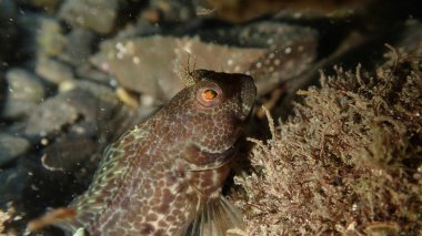 Halka Blenny (Parablennius pilicornis) denizaltı, Ligurian Denizi, İtalya, Imperia