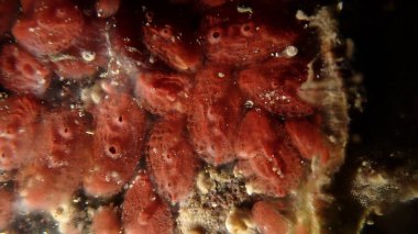 Koloni tunicate veya ascidian, deniz fışkırtması (Symplegma brakenhielmi) aşırı yakın çekim sualtı, Ligurian Denizi, İtalya, Imperia