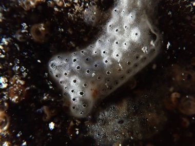 Tunicate Trididemnum tahıl gevreği deniz altı, Ligurian Denizi, İtalya, Imperia