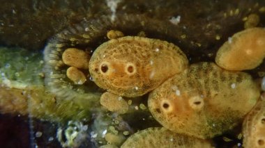 Koloni tunicate veya ascidian, deniz fışkırtması (Symplegma brakenhielmi) aşırı yakın çekim sualtı, Ligurian Denizi, İtalya, Imperia