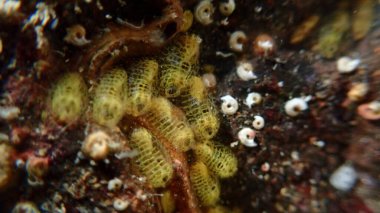 Koloni tunicate veya ascidian, deniz fışkırtması (Symplegma brakenhielmi) aşırı yakın çekim sualtı, Ligurian Denizi, İtalya, Imperia
