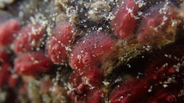 Koloni tunicate veya ascidian, deniz fışkırtması (Symplegma brakenhielmi) aşırı yakın çekim sualtı, Ligurian Denizi, İtalya, Imperia