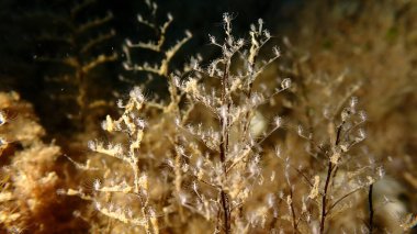 Hidrozoa tüylü hidroid veya tüy hidroid, deniz ısırganı (Pennaria disticha) deniz altı, Ligurya Denizi, İtalya, Imperia