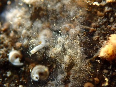 Gri kabuklu bileşik tunikat (Diplosoma listerianum) aşırı yakın çekim sualtı, Ligurian Denizi, İtalya, Imperia