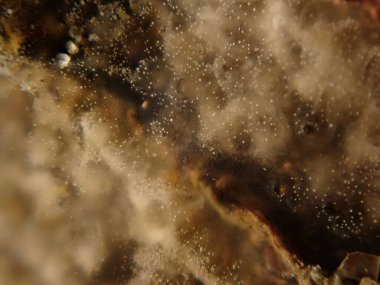 Gray encrusting compound tunicate (Diplosoma listerianum) extreme close-up undersea, Ligurian Sea, Italy, Imperia