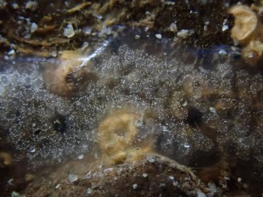 Gri kabuklu bileşik tunikat (Diplosoma listerianum) aşırı yakın çekim sualtı, Ligurian Denizi, İtalya, Imperia