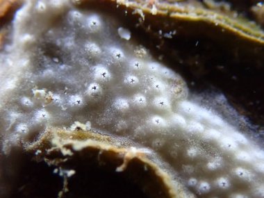 Tunikli Trididemnum mısır gevreği aşırı yakın çekim sualtı, Ligurian Denizi, İtalya, Imperia