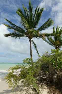 palmiye ağaçları ve plaj