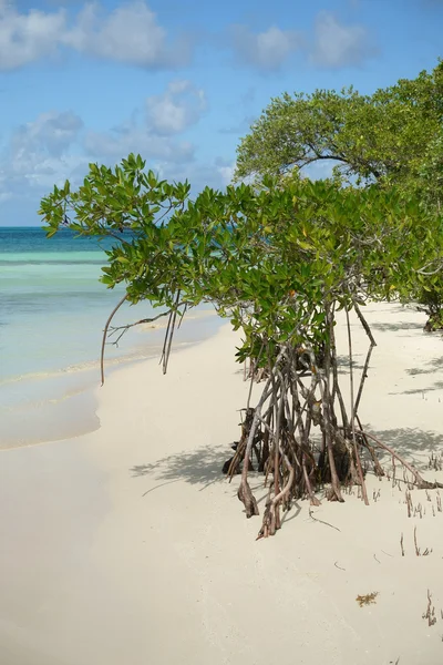 Mangrove tree and beach — Stock Photo, Image