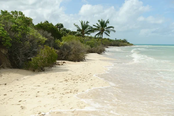 Bir Küba tropikal plaj ve deniz manzarası