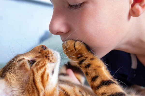 Relação entre rapaz e gato. Close-up. — Fotografia de Stock