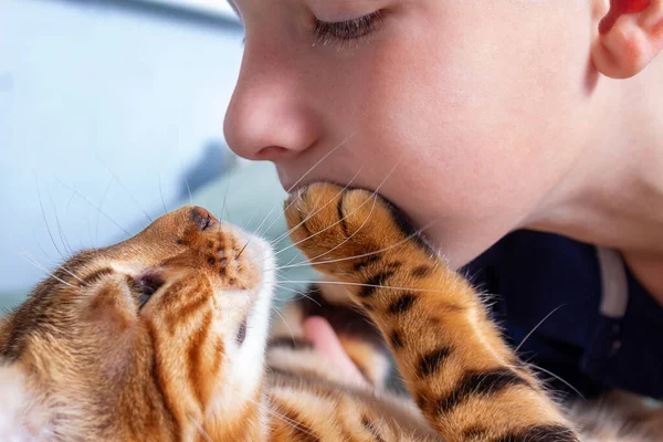 Erkek ve kedi arasındaki ilişki. Yakın plan..