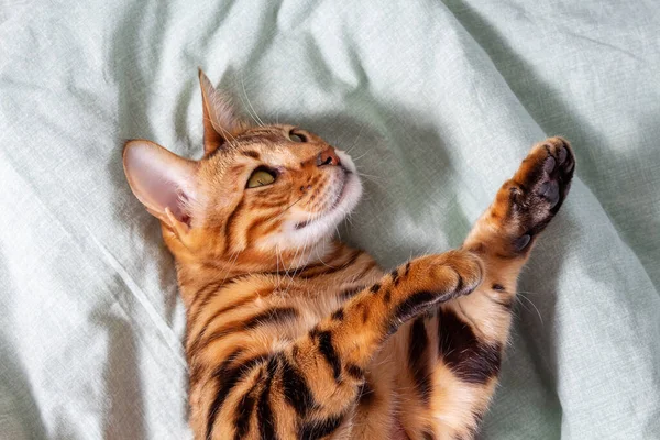 Incrível doméstico bengala gato descansando na cama. — Fotografia de Stock