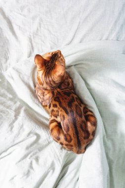 İnanılmaz Bengal kedisi yatakta dinleniyor..