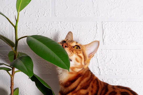 Gato de Bengala en la selva casera. Gato manchado. — Foto de Stock