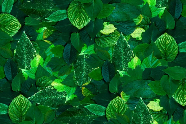 Amazing green fresh leaves template. Nature background.