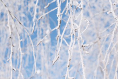 İnanılmaz kış manzarası. Karla kaplı dallar. 